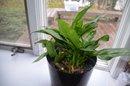 (#3) House Plant Plastic Container
