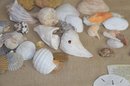 (#104) Assorted Lot Of Sea Shells ~ Silver Dollar ~ Razor ~ Sponge ~ Calm