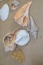 (#104) Assorted Lot Of Sea Shells ~ Silver Dollar ~ Razor ~ Sponge ~ Calm