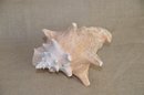 (#105) Florida Sea Shell 8' Chipped