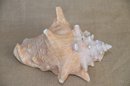 (#105) Florida Sea Shell 8' Chipped