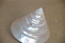 (#106) Pearl Trochus Cone Spiral Shape Sea Beach Shell Polished 4'