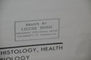 (#8) Vintage Classroom Medical Chart EPITHELIAL TISSUE