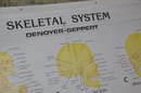 (#9) Medical Chart SKELETAL SYSTEM Published By Denoyer-Greppert Science Company 1990