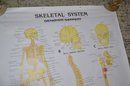 (#9) Medical Chart SKELETAL SYSTEM Published By Denoyer-Greppert Science Company 1990