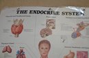 (#10) Vintage Medical Chart THE ENDOCRINE SYSTEM 1996 Anatomical Chart Co. Copyright 1985