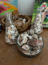 Beautiful Beach Shells