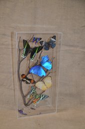 (#183) Dried Butterfly In Lucite Case ( Some Butterfly Damaged )
