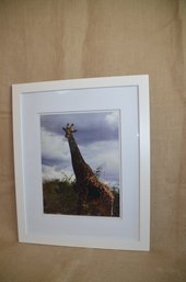 (#40) White Framed Giraffe Picture 22x18
