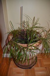 Real Plant In Clay Planter