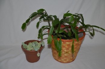 (#151) Real House Plants Christmas Cactus And Succulent