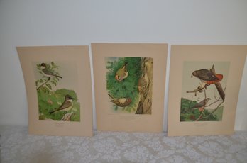 (#49MK) Vintage Bird Prints Lithography By A. Hoen & Co. From Painting By Louis Agassiz Fuertes 9x12