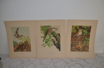 (#50MK) Vintage Bird Prints Lithography By A. Hoen & Co. From Painting By Louis Agassiz Fuertes 9x12