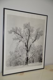 119) Framed Black And White Winter Tree Scene 22x28