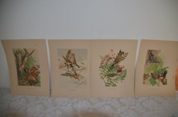 (#51mk) Vintage Lithography Bird Prints By A. Hoen & Co. 9x12