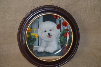 (#107) Framed Decortative Plate BICHONS FRISE DOG A Prefect View By Michele Amatrula  8' W/frame 11' #B1554