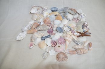 116) Assorted Lot Of Sea Shells Scallop, Oyster, Starfish