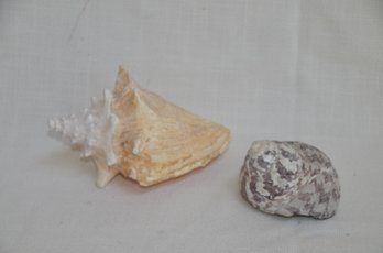 117) Queen Couch Sea Shell And Cone Shell