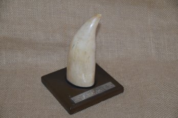 (#100) Tooth From Antarctic Expedition 1950'S