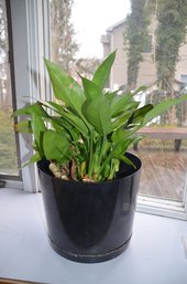 (#3) House Plant Plastic Container