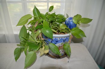 (#68) Real Plant In Ceramic Planter