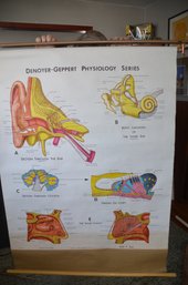 (#7) Vintage Classroom Medical Chart DENOYER-GEPPERT PHYSIOLOGY SERIES Roll Down On Stick