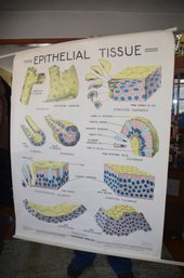 (#8) Vintage Classroom Medical Chart EPITHELIAL TISSUE