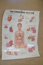 (#10) Vintage Medical Chart THE ENDOCRINE SYSTEM 1996 Anatomical Chart Co. Copyright 1985
