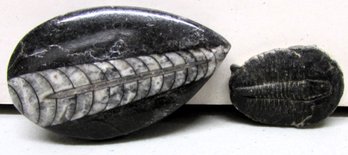 Two Fossils Together With Collected Gemstones And Fragments