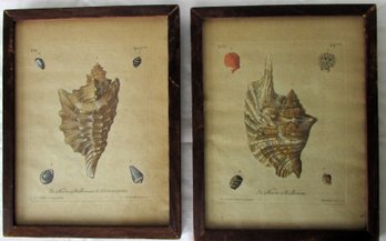 Two French Hand Colored Copper Plate Engravings Of Shells