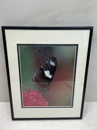 Butterfly Wall Decor