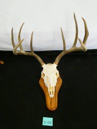 A Great Authentic Deer Skull With Antlers!