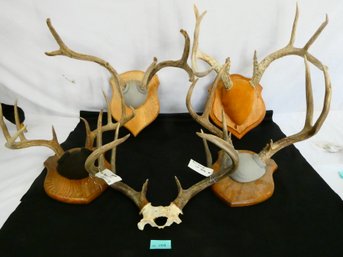 Lot Of 5 Deer Antlers In Great Condition.