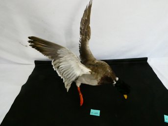 Very Nice Mallard Duck Taxidermy Bird 22' Tall