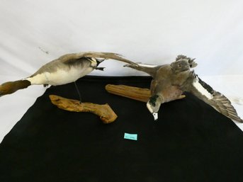 Set Of 2 Mounted Taxidermy Ducks. About 29' Wing Span.