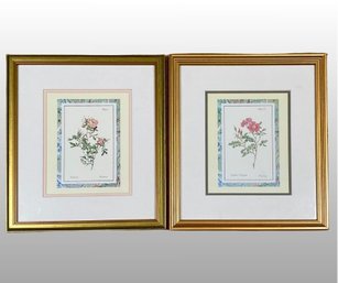 Rockrose, Pair Of Botanical Art Prints