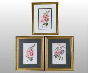 Gerard Van Spaendock (dutch 1746 - 1822), Botanical Or Floral Color Lithographs (3)