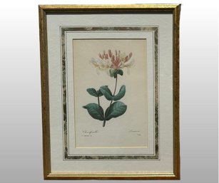 Jean Pierre Redoute, Chevrefeuille Lonicera Flower, Framed Print