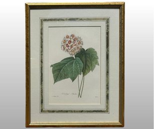 Jean Pierre Redoute, Dombeya Amelia Flower, Framed Print