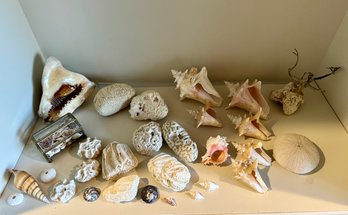 Assortment Of Shells