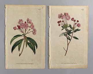 William Curtis (1746-1799) Hand Colored Engraving From The Botanical Magazine, London, 1790-1830
