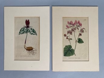 William Curtis (1746-1799) Hand Colored Engravings From The Botanical Magazine, London, 1790-1830