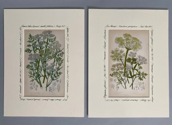 Anne Pratt (english 1806-1893), Chromolithographs From The Flowering Plants Ferns Of Great Britain, 1855-1866