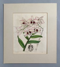 Miss Drake (English, 1803-1857), Dendrobium Pulchellum, Hand Colored Engraving Published By J. Ridgway, 1846
