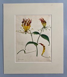 H. Andrews (1759-1835), Gloriosa Siperba, Pl. 129 From The Botanist's Repository For New And Rare Plants, 1797