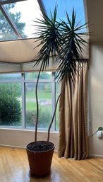 Live Potted Dragon Tree