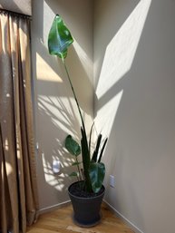 Live Potted Banana Palm Tree