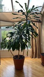 Live Potted Dracaena Plant