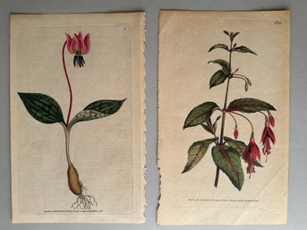 William Curtis (1746-1799) Hand Colored Engraving From The Botanical Magazine, London, 1790-1830