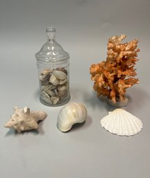 Collection Of Coral And Seashells